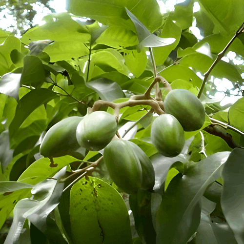 Elemi_21ed045f-a0b2-4820-94b5-a534f3017317.png