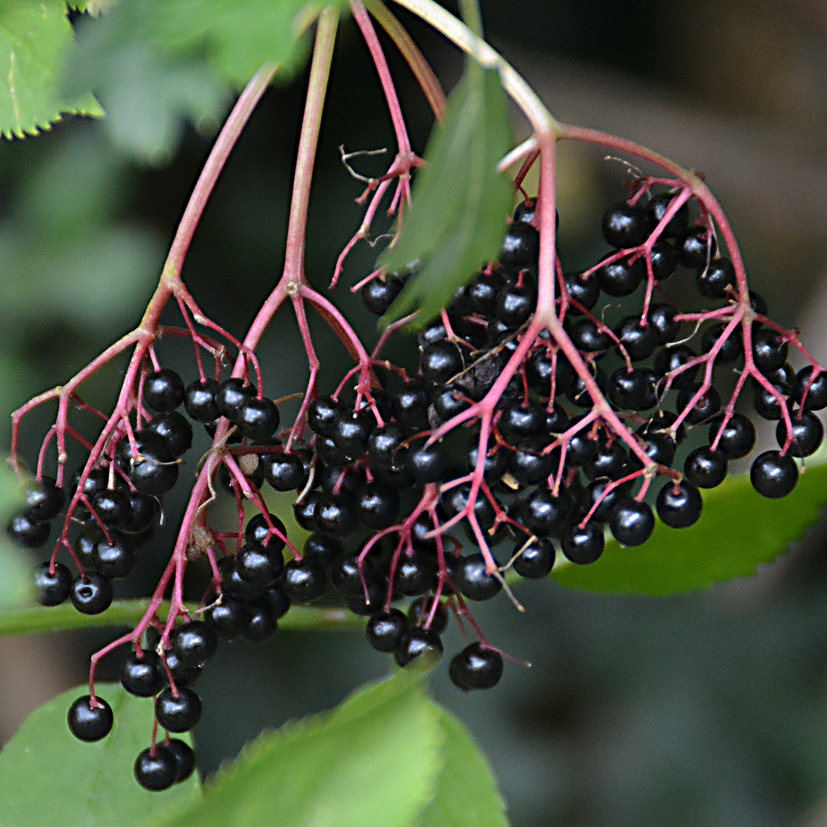 Elderberry