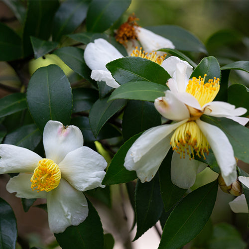 Camellia_Oil.jpg