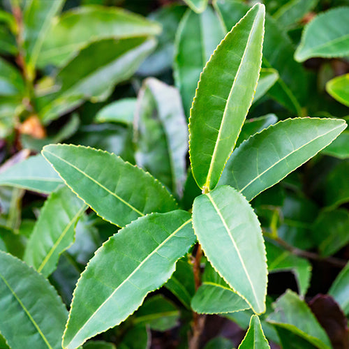 Green-Tea.jpg