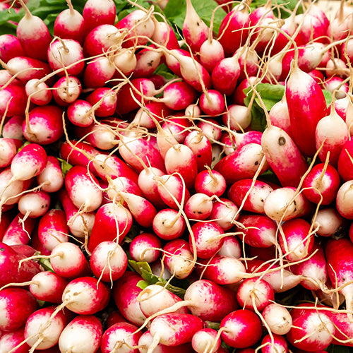 Radish Root Ferment