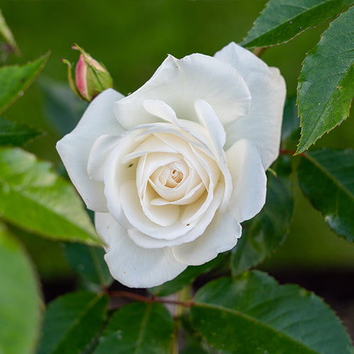 White Rose