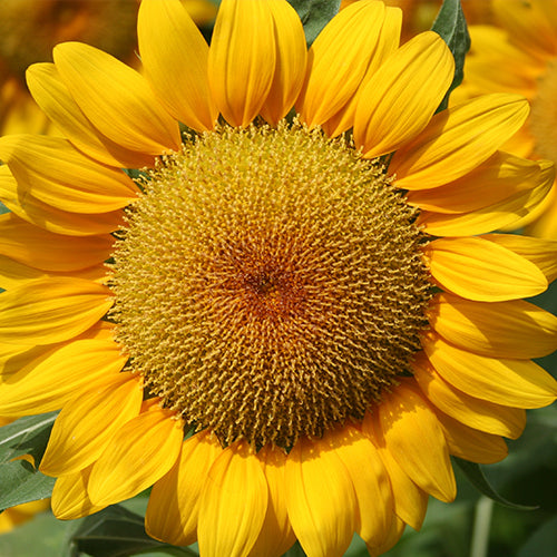 Sunflower Seed Oil