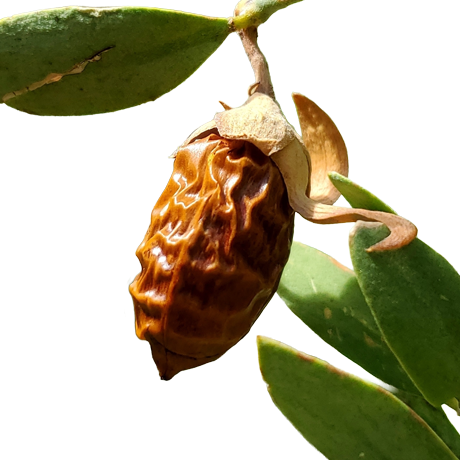 jojoba-oil_4acd9684-f70c-4ef1-9563-1ea0d438093b.png
